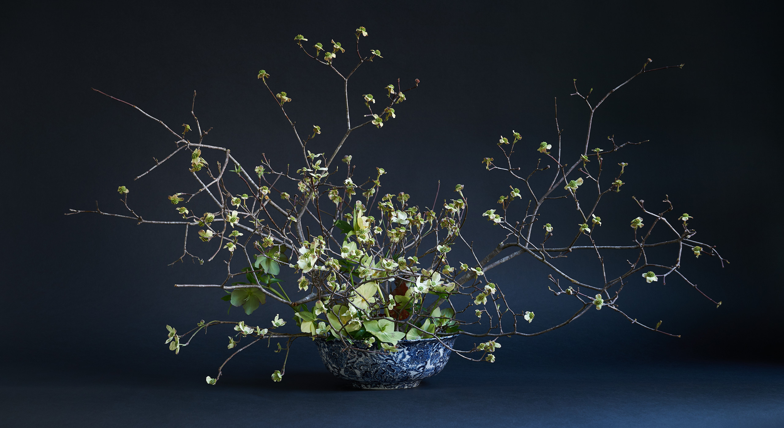 &ldquo;I love to work with branches, and flowering dogwood is one of the most evocative because of their form and the contortions. In this arrangement, they are stuck into a kenzan flower frog, which is a Japanese technique that allows for a lot of air in an arrangement. It can be easily affixed to the bowl with flower gunk&mdash;a commercially available adhesive that won&rsquo;t get dislodged when you add water. The goal is to expose the beautiful inside of the bowl and create the feeling as if you&rsquo;re almost diving in. I added Lenten rose, which is the first flower up through the snow besides the snowdrop. They&rsquo;re a five-petal flower but have a direct relationship to the dogwood form, and that repetition is what I was after. The only other materials in there are a few begonia leaves. I&rsquo;ve mostly put them in the back so it rewards somebody who does come up on this from behind.&rdquo;