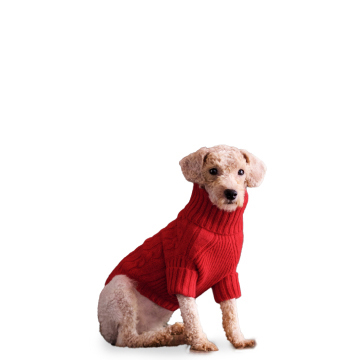 Dog in red cashmere sweater.